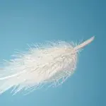 feather